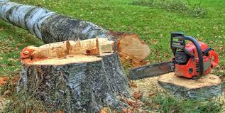 Best Tree and Shrub Care  in Braselton, GA