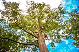Braselton, GA Tree Care Company