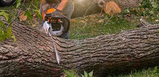 Best Tree Mulching  in Braselton, GA