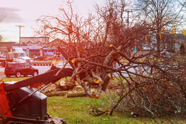 Best Tree Cabling and Bracing  in Braselton, GA