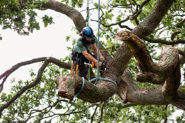 Best Tree Maintenance Programs  in Braselton, GA