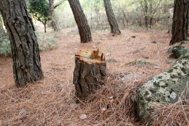 Best Leaf Removal  in Braselton, GA