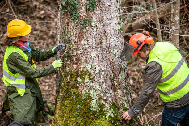Best Emergency Tree Removal  in Braselton, GA