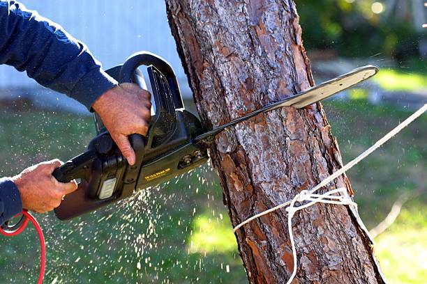 Trusted Braselton, GA Tree Care Experts