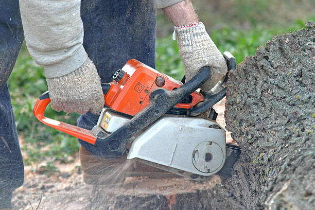 Best Lawn Disease Treatment  in Braselton, GA