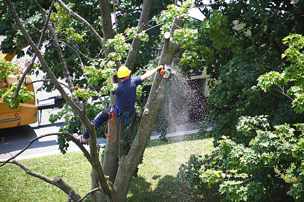 Best Lawn Renovation and Restoration  in Braselton, GA